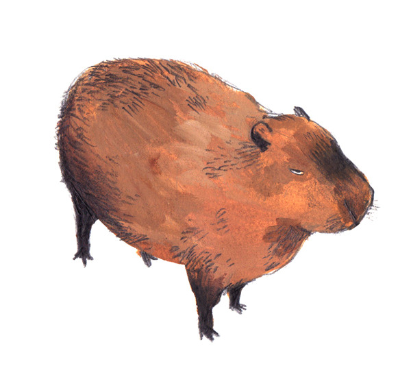 animal animal_focus capybara full_body looking_at_viewer no_humans original realistic simple_background solo standing weiwei_(peevishpants) white_background