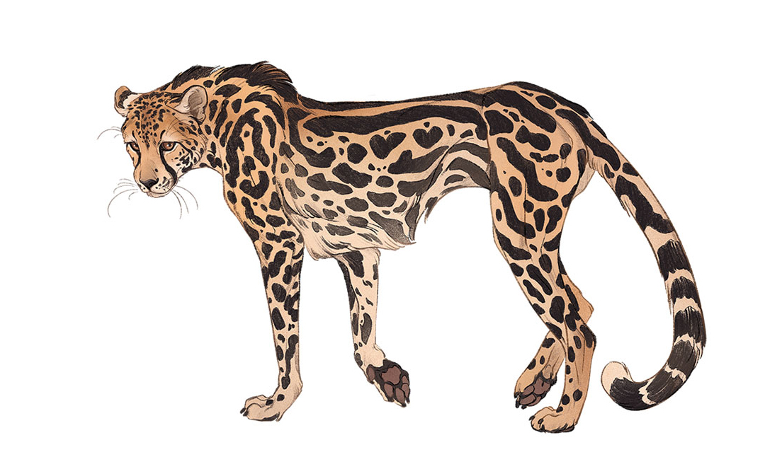 animal animal_focus cheetah closed_mouth from_side full_body looking_afar looking_down no_humans norapotwora original pawpads simple_background walking white_background