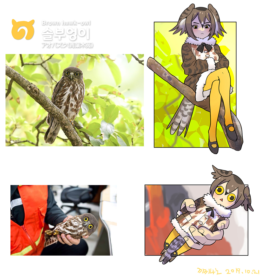 1girl :&lt; animal bird bird_tail black_footwear branch brown_hair brown_hawk-owl_(kemono_friends)_(roonhee) character_name coat commentary_request creature_and_personification crossed_legs dated fur-trimmed_coat fur-trimmed_sleeves fur_collar fur_trim hair_between_eyes head_wings japari_symbol kemono_friends korean_commentary looking_at_viewer mini_person minigirl mixed-language_commentary mixed-language_text multicolored_hair multilingual_text original owl pantyhose personification photo-referenced photo_inset reference_inset roonhee serious shoes short_hair signature sitting sitting_on_branch tail triangle_mouth white_hair wings yellow_eyes yellow_pantyhose