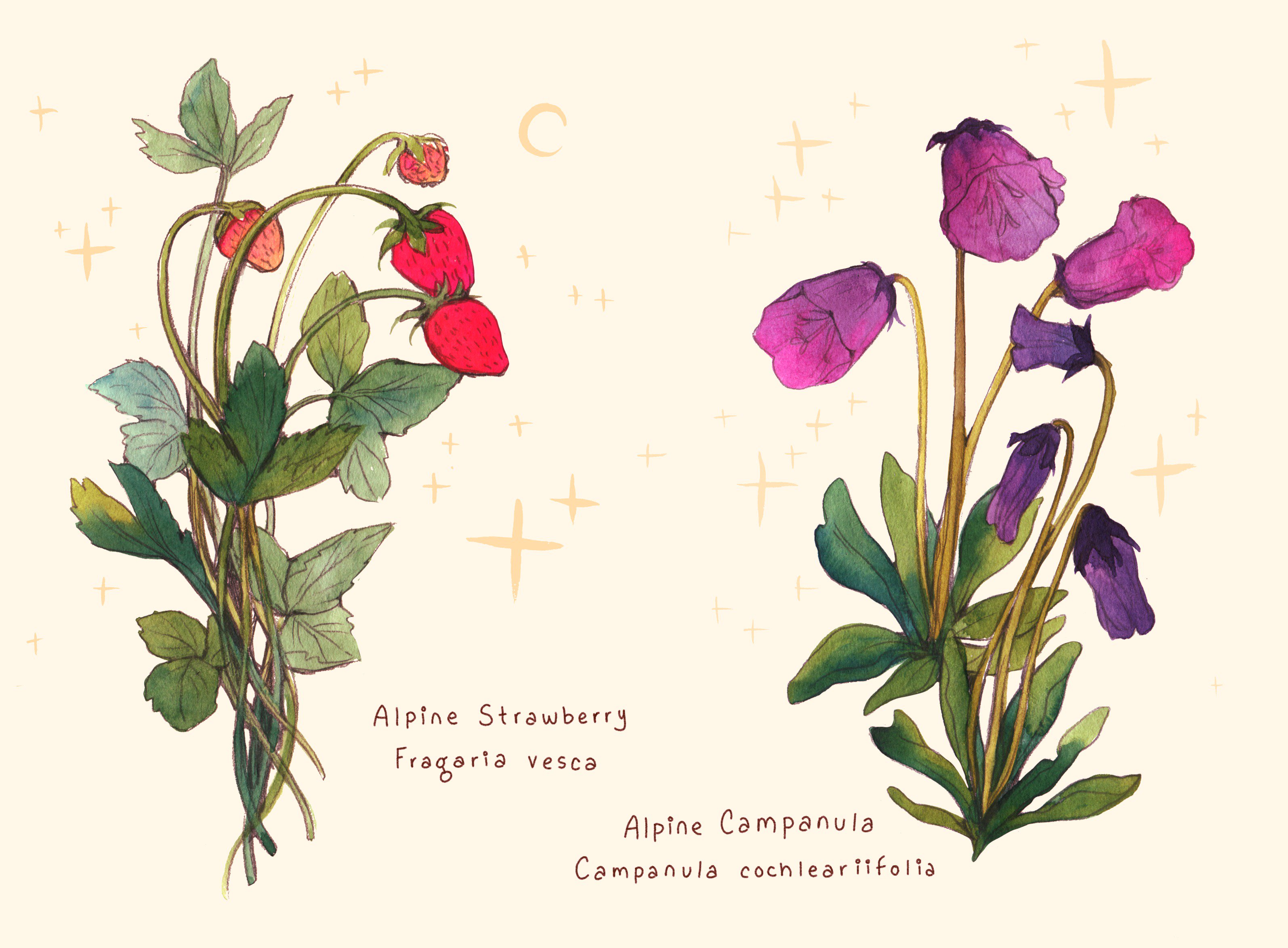 bellflower crescent english_text flower flower_focus food food_focus fruit highres leaf lianne_pflug no_humans original plant plant_focus purple_flower simple_background sparkle strawberry traditional_media