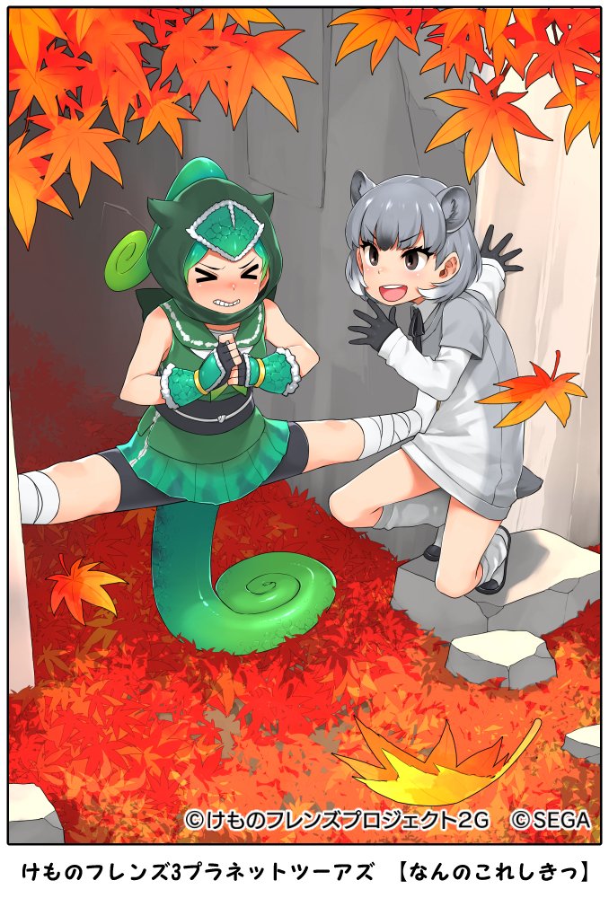 &gt;_&lt; 2girls animal_ears autumn_leaves bandaged_leg bandages bike_shorts black_eyes black_hair blush border bracer chameleon_tail clenched_teeth closed_eyes collared_shirt company_name copyright_notice curly_hair day detached_hood dress extra_ears fingerless_gloves forehead_protector full_body gloves green_hair grey_hair hair_through_headwear high_ponytail hood hood_up kemono_friends layered_sleeves leaf lizard_tail long_hair long_sleeves looking_at_another mitsuba_minoru multicolored_hair multiple_girls neck_ribbon nose_blush official_art outdoors own_hands_together panther_chameleon_(kemono_friends) ponytail ribbon rock_hyrax_(kemono_friends) shirt shoes short-sleeved_sweater short_hair short_over_long_sleeves short_sleeves shorts shorts_under_skirt skirt sleeveless sleeveless_shirt smile socks spread_legs squatting struggling sweater sweater_dress tail teeth undershirt v-shaped_eyebrows white_hair wide_spread_legs wing_collar
