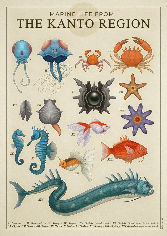 animalization biology clam cloyster commentary crab creatures_(company) eel english_commentary english_text fish game_freak gen_1_pokemon goldeen gyarados horsea information_sheet jellyfish julio_lacerda kingler krabby label magikarp nintendo no_humans pokemon pokemon_(creature) realistic seadra seahorse seaking shellder starfish starmie staryu tentacool tentacruel