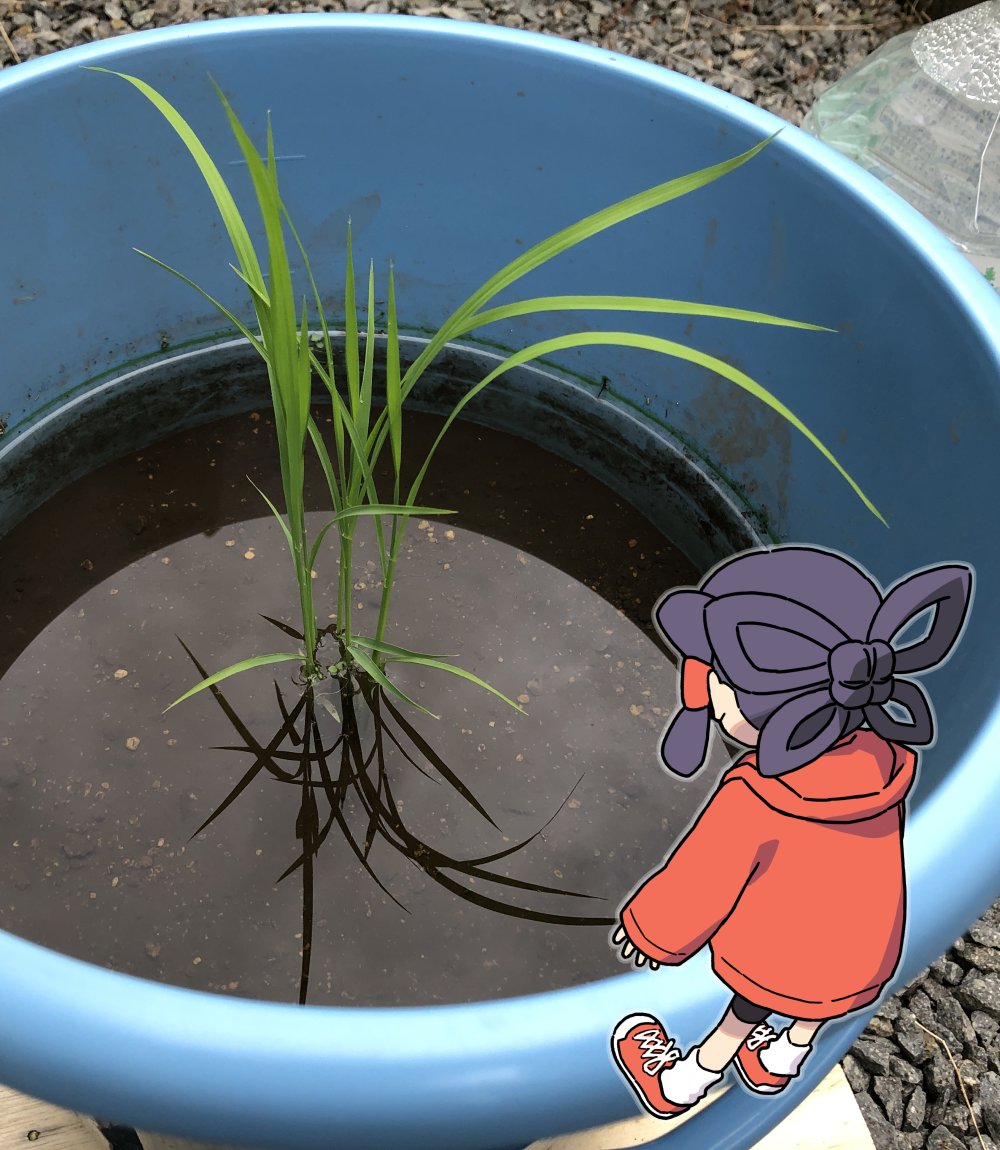 1girl bike_shorts black_hair blush commentary_request facing_away full_body hair_rings hood hoodie long_hair mizura nezutako photo_(medium) red_hoodie rice_(plant) sakuna-hime shoes sneakers solo tensui_no_sakuna-hime water