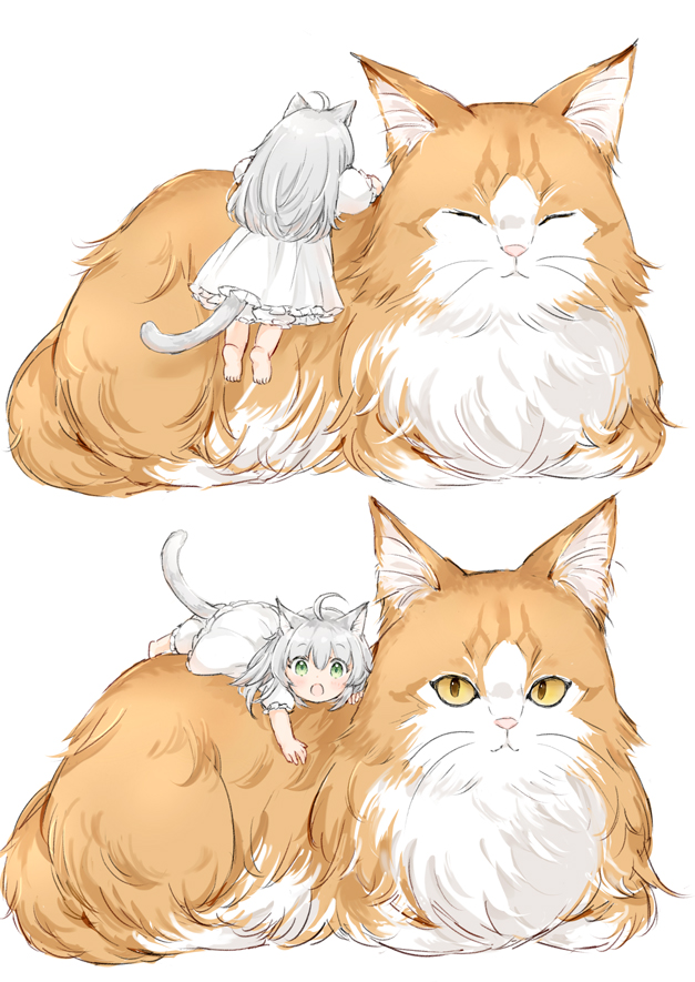 1girl :o ahoge animal animal_ear_fluff animal_ears barefoot bloomers brown_eyes cat cat_ears cat_girl cat_tail closed_eyes commentary_request dress green_eyes grey_hair hair_between_eyes long_hair looking_at_viewer on_animal open_mouth original oversized_animal puffy_short_sleeves puffy_sleeves short_sleeves simple_background soles tail underwear wataame27 white_background white_bloomers white_dress