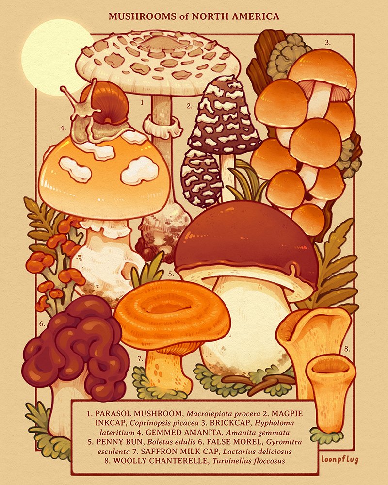 animal border brown_theme commentary english_commentary english_text leaf lianne_pflug mushroom no_humans object_focus original plant plant_focus shell snail snail_shell still_life sun