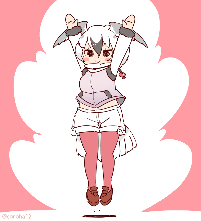 1girl arms_up bird_girl bird_tail bird_wings coroha feathered_wings full_body grey_hair head_wings jacket jumping kemono_friends kemono_friends_3 looking_at_viewer pantyhose pink_background ross&#039;s_gull_(kemono_friends) shoes short_hair shorts simple_background solo tail wings