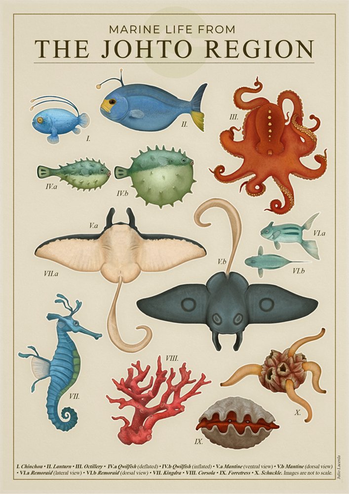 animal_focus border chinchou commentary coral corsola english_text fish forretress gen_2_pokemon information_sheet julio_lacerda kingdra label lantern mantine nintendo no_humans octillery octopus pokemon qwilfish realistic remoraid seahorse shuckle