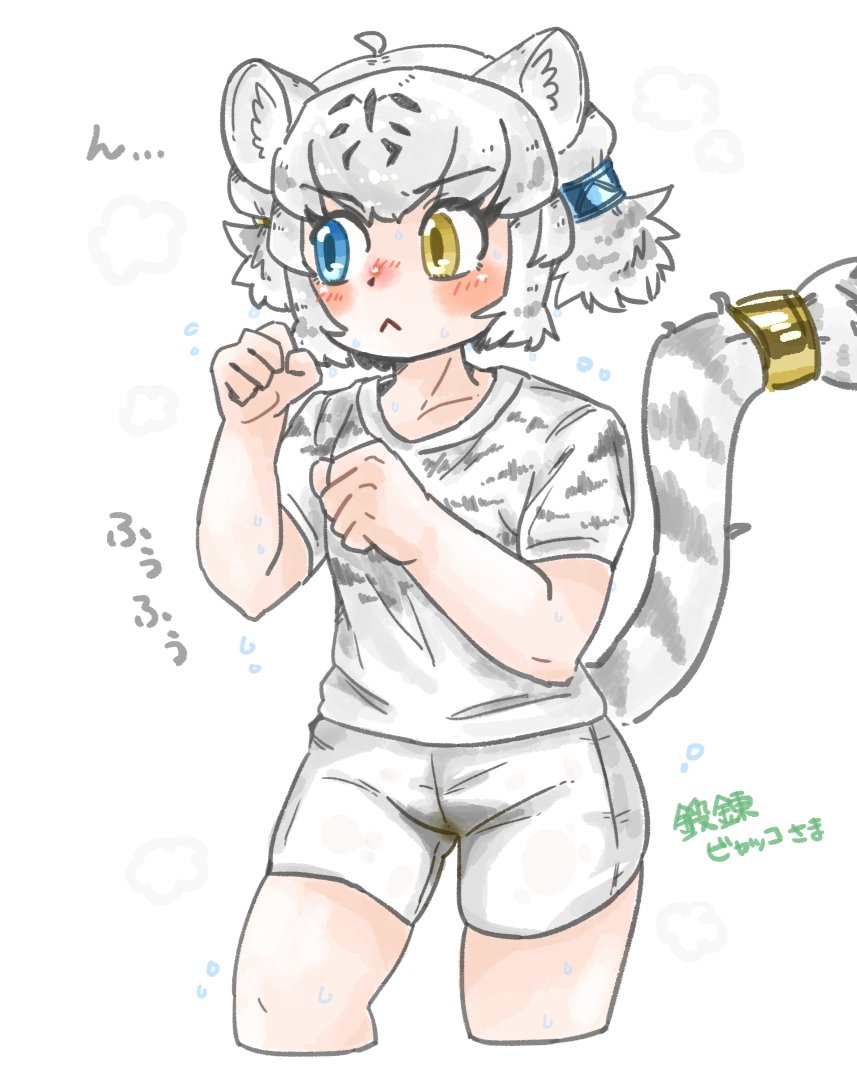 1girl alternate_costume animal_ears black_hair blue_eyes blush byakko_(kemono_friends) collared_shirt cowboy_shot fighting_stance grey_shirt hair_between_eyes heterochromia kemono_friends miyakko multicolored_hair print_shirt shirt short_hair short_sleeves short_twintails shorts sidelocks solo sportswear t-shirt tail tail_ornament tiger_ears tiger_girl twintails two-tone_shirt white_hair white_shirt white_shorts white_tiger_print yellow_eyes