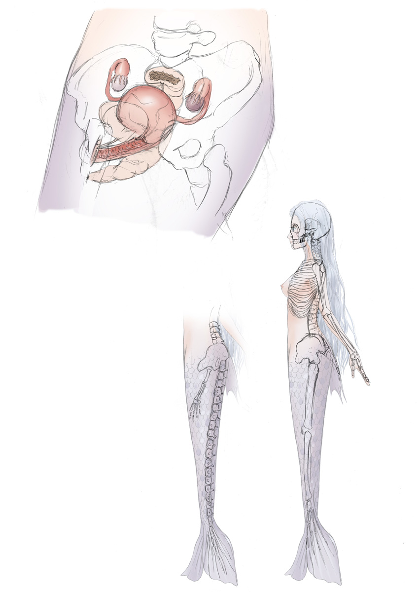 1girl anatomical_model anatomy anus artist_request bladder breasts cross-section fallopian_tubes femur highres long_hair mermaid monster_girl nude original ovaries pussy rectum skeleton small_breasts tagme uterus x-ray