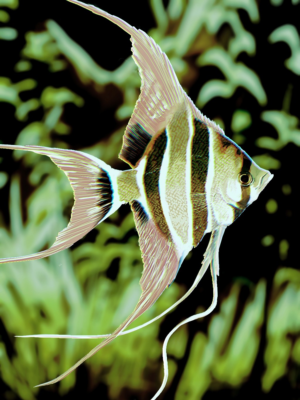 angelfish animal animal_focus commentary_request fins fish frying-ammonite highres no_humans original tropical_fish underwater