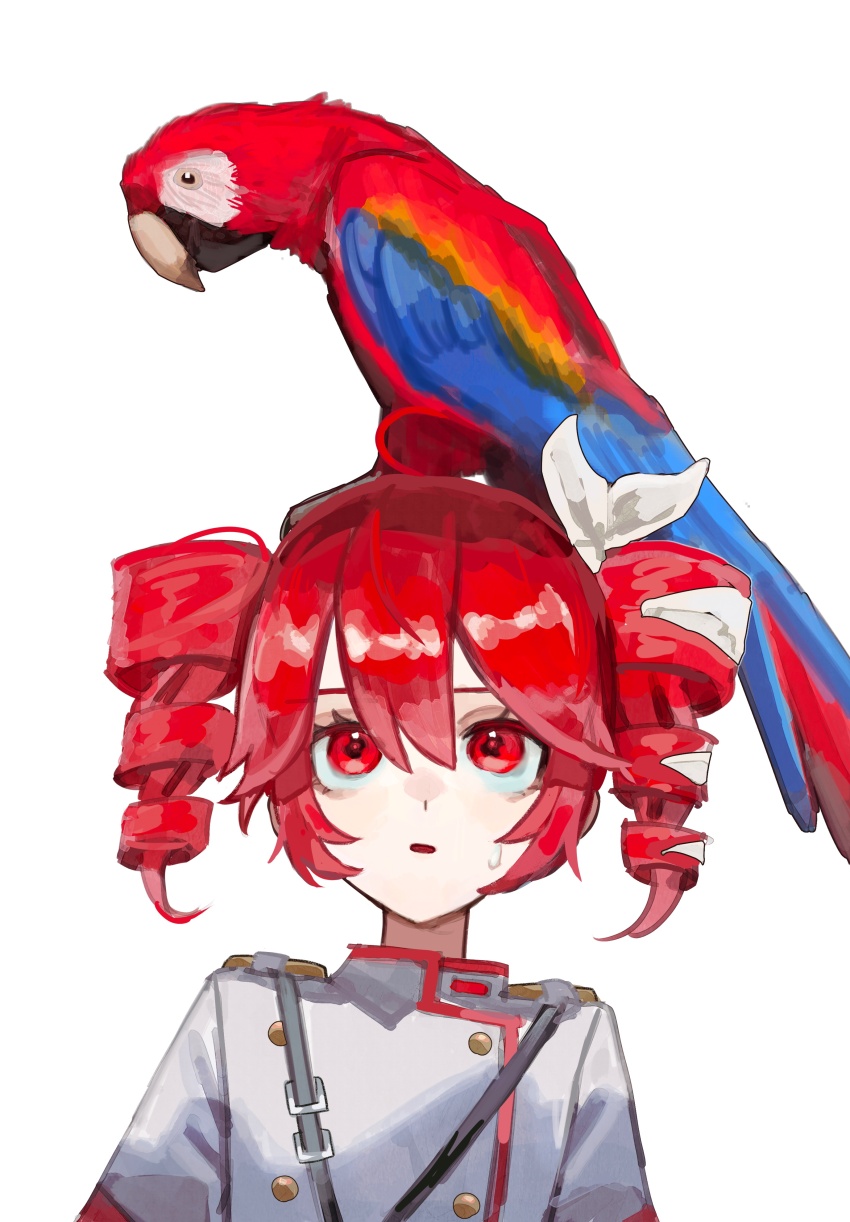 1girl absurdres ahoge animal animal_on_head bird bird_on_head bird_tail bird_wings collared_shirt double-parted_bangs drill_hair grey_jacket hair_between_eyes highres jacket kasane_teto long_sleeves on_head open_mouth oyattsu_(akumanomi0611) parrot red_eyes red_hair red_trim shirt simple_background solo tail twin_drills vocaloid white_background wings