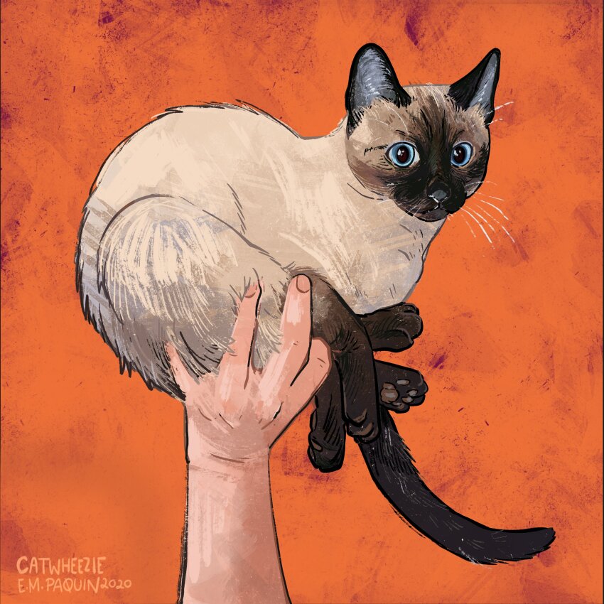 absurdres animal animal_focus blue_eyes cat catwheezie commentary curled_up english_commentary fingernails highres holding holding_animal holding_cat looking_ahead orange_background original out_of_frame outstretched_arm siamese_cat twitter_username