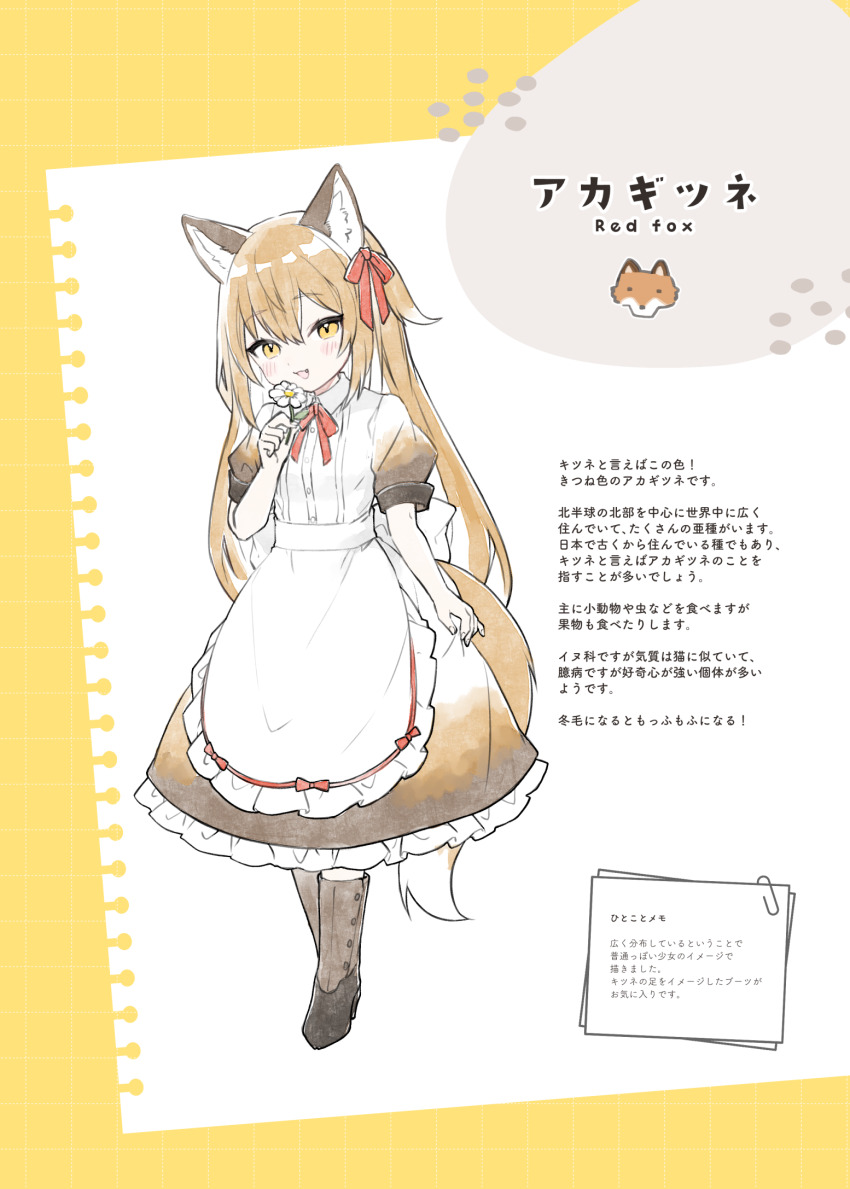 1girl :d animal_ear_fluff animal_ears apron blush boots bow brown_boots brown_dress brown_eyes brown_hair dress flower fox_ears fox_girl fox_tail frilled_apron frilled_dress frills full_body grid_background hair_between_eyes hair_bow high_heel_boots high_heels highres holding holding_flower kamiyoshi_rika looking_at_viewer maid open_mouth original puffy_short_sleeves puffy_sleeves red_bow short_sleeves smile solo tail translation_request two-tone_background waist_apron white_apron white_background white_flower yellow_background
