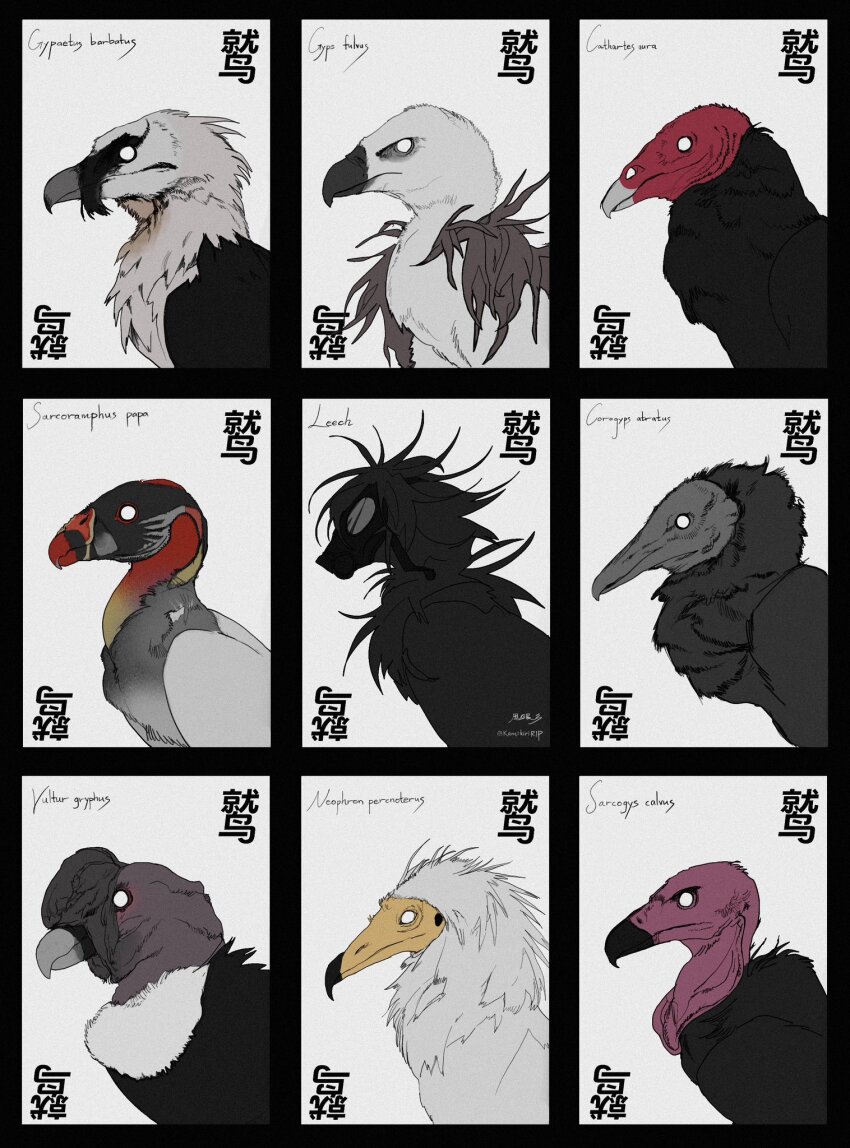 animal animal_focus beak bird black_border black_feathers border feathers from_side gas_mask highres kamikiririp mask no_humans original portrait vulture white_eyes white_feathers
