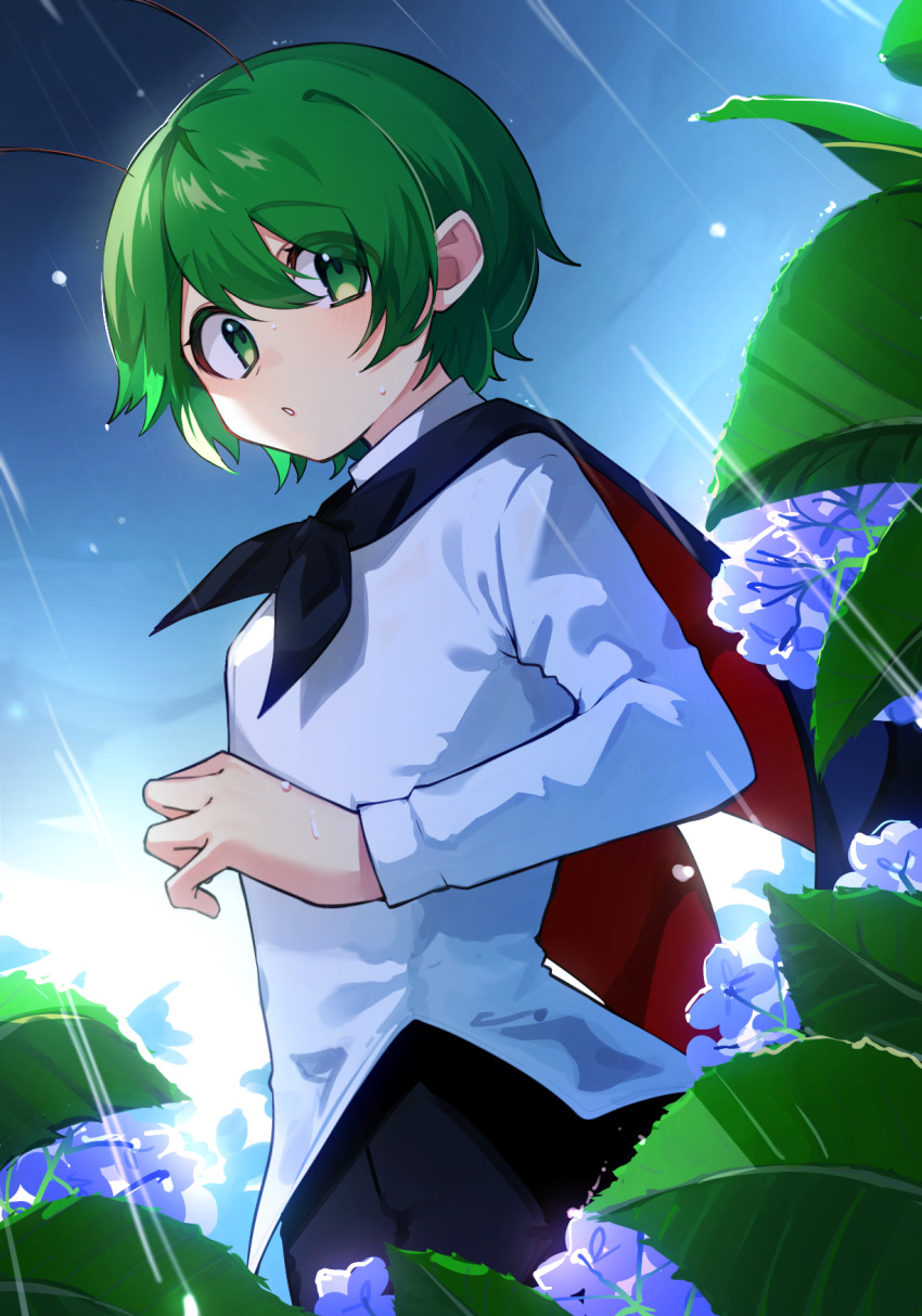 1girl antennae black_cape black_shorts blush cape cowboy_shot flower green_eyes green_hair hair_between_eyes highres long_sleeves looking_at_viewer purple_flower rain shirt short_hair shorts solo touhou tsumikitsuki_(katsuobushi) white_shirt wriggle_nightbug