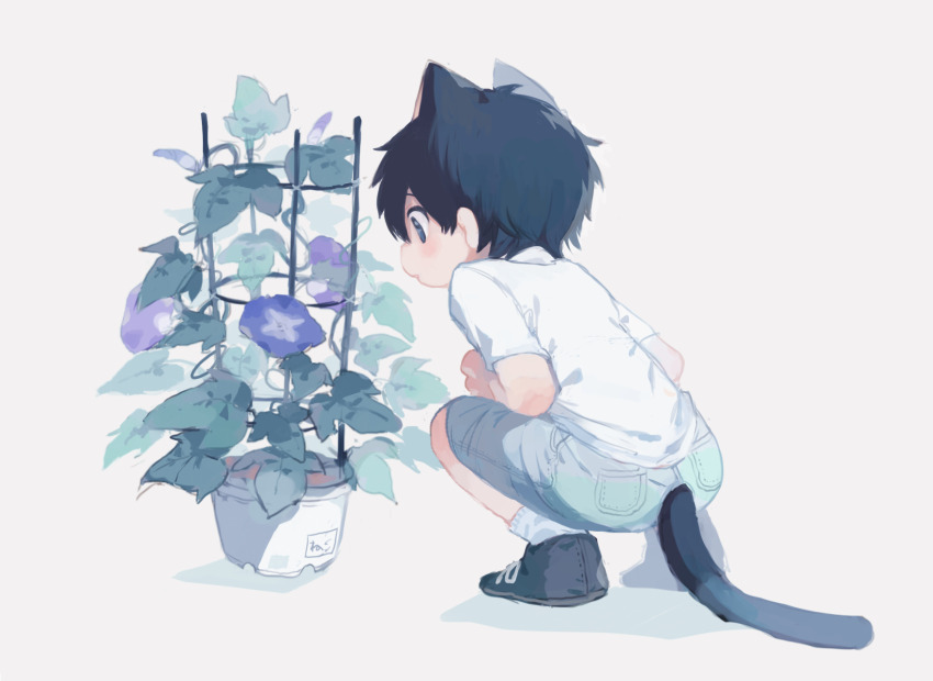 1boy animal_ears aqua_shorts black_eyes black_hair black_shoes blush_stickers cat_boy cat_ears cat_tail commentary_request cotono_(nazekun) flower flower_pot full_body grey_background highres male_focus morning_glory neko-kun_(cotono_(nazekun)) original parted_lips plant potted_plant purple_flower shirt shoes short_sleeves shorts socks solo squatting tail trellis white_shirt white_socks