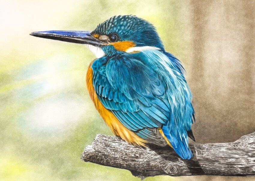 animal animal_focus bird black_eyes branch cocomaru_s colored_pencil_(medium) commentary_request feathers full_body highres kingfisher looking_ahead no_humans original profile realistic traditional_media