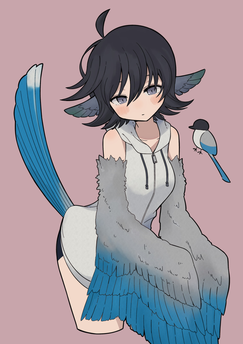 1girl absurdres bird bird_tail black_hair black_shorts blush breasts closed_mouth cropped_legs feathered_wings grey_eyes hair_between_eyes harpy head_wings highres hood hood_down jacket looking_at_viewer magpie medium_breasts monster_girl original short_hair shorts simple_background sleeveless sleeveless_jacket solo tail winged_arms wings yoyohachi