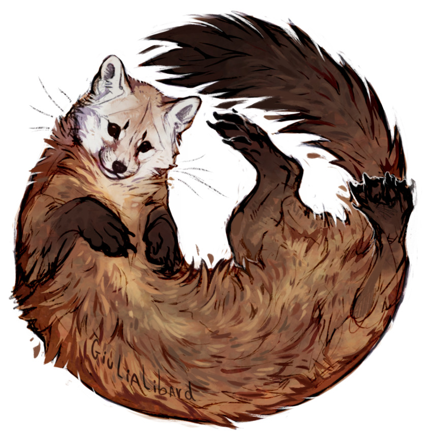 animal brown_fur claws commentary english_commentary giulialibard highres long_body looking_at_viewer no_humans original pine_marten realistic simple_background solo weasel whiskers white_background