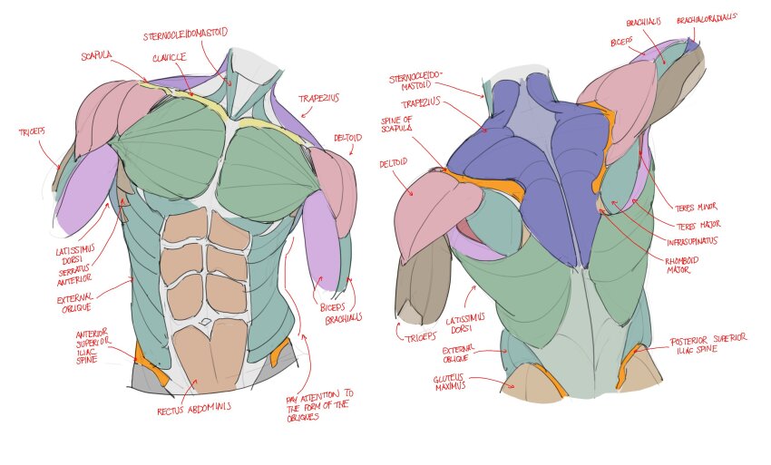 1boy abs anatomy back_muscles biceps cropped_torso english_text facing_viewer from_behind headless highres male_focus multiple_views obliques original outstretched_arm pectorals pikat toned toned_male