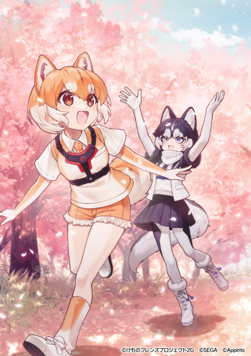 2girls animal_ears arms_up black_fur black_hair black_jacket black_skirt blue_eyes blush boots brown_eyes brown_gloves brown_necktie brown_shorts brown_socks brown_vest cherry_blossoms collarbone dog_(shiba_inu)_(kemono_friends) dog_ears dog_girl dog_tail elbow_gloves extra_ears frilled_shorts frills fur_trim gloves grey_pantyhose hair_between_eyes harness highres jacket japari_symbol kemono_friends kemono_friends_3 light_brown_hair multicolored_hair multicolored_jacket multiple_girls necktie official_art open_clothes open_jacket open_mouth pantyhose pleated_skirt sacanahen scarf shirt shoes short_hair short_shorts short_sleeves shorts siberian_husky_(kemono_friends) sidelocks skirt smile sneakers socks sweater t-shirt tail two-tone_gloves two-tone_hair two-tone_jacket two-tone_panties two-tone_socks two-tone_vest vest white_footwear white_fur white_gloves white_hair white_jacket white_pantyhose white_scarf white_shirt white_socks white_sweater white_vest