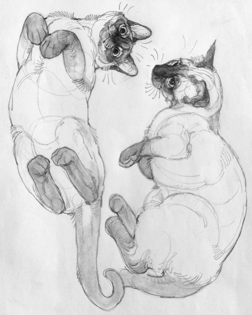animal_ears animal_focus cat closed_mouth commentary english_commentary graphite_(medium) greyscale highres looking_at_viewer lying monochrome multiple_cats no_humans on_back on_side original paw_up siamese_cat simple_background sketch tail tinylittlefox1 traditional_media whiskers white_background