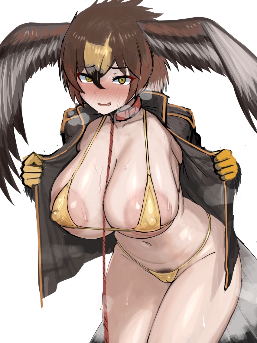 1girl absurdres bikini bird_girl bird_tail bird_wings blush breasts brown_eyes brown_hair collar gloves gold_bikini golden_eagle_(kemono_friends) head_wings highres jacket kemono_friends large_areolae large_breasts looking_at_viewer navel shibori_kasu short_hair simple_background solo swimsuit tail wings