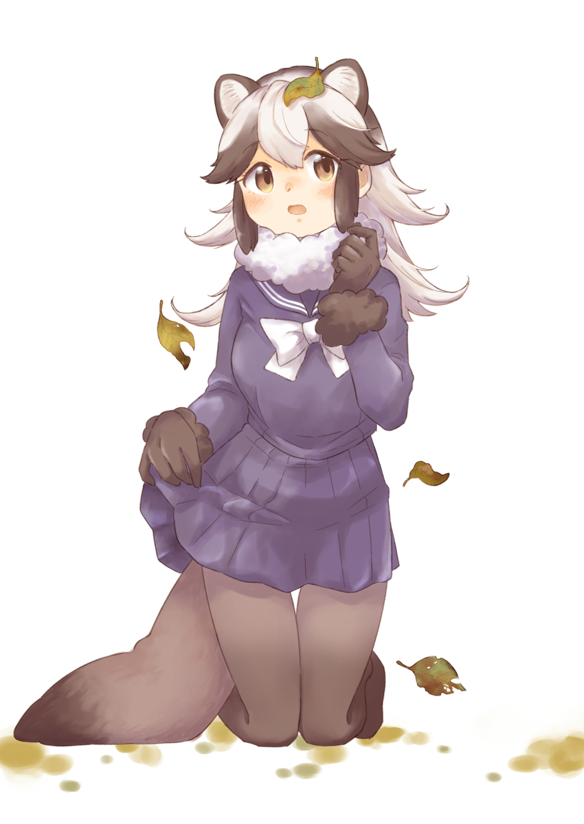 0nanaten 1girl absurdres animal_ears black_gloves black_hair black_pantyhose blue_serafuku blue_skirt blush bow bowtie brown_eyes commentary_request commission extra_ears full_body fur_collar gloves hair_between_eyes highres kemono_friends kneeling leaf leaf_on_head long_hair long_sleeves looking_at_viewer multicolored_hair open_mouth pantyhose pleated_skirt raccoon_ears raccoon_girl raccoon_tail school_uniform serafuku simple_background skeb_commission skirt skirt_hold solo tail tanuki_(kemono_friends) thigh_gap two-tone_hair white_background white_bow white_bowtie white_hair