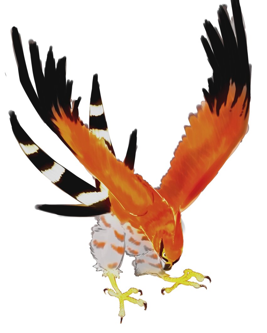 absurdres animal_focus bird black_eyes claws full_body gen_6_pokemon highres i9mjchzjuar633z nintendo no_humans pokemon pokemon_(creature) simple_background solo talonflame white_background wings