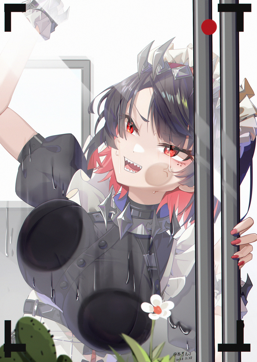 1girl absurdres against_glass anger_vein arm_up black_dress black_hair breast_press breasts cactus cleaning cleaning_windows colored_inner_hair commentary_request dated dress ellen_joe flower frilled_wristband hairband highres large_breasts maid_headdress metal_hairband mole mole_under_eye multicolored_hair open_mouth razor_blade_hair_ornament recording red_eyes red_nails shark_girl sharp_teeth short_hair solo spiked_headband suyujiu_u sweat teeth upper_body white_flower window zenless_zone_zero