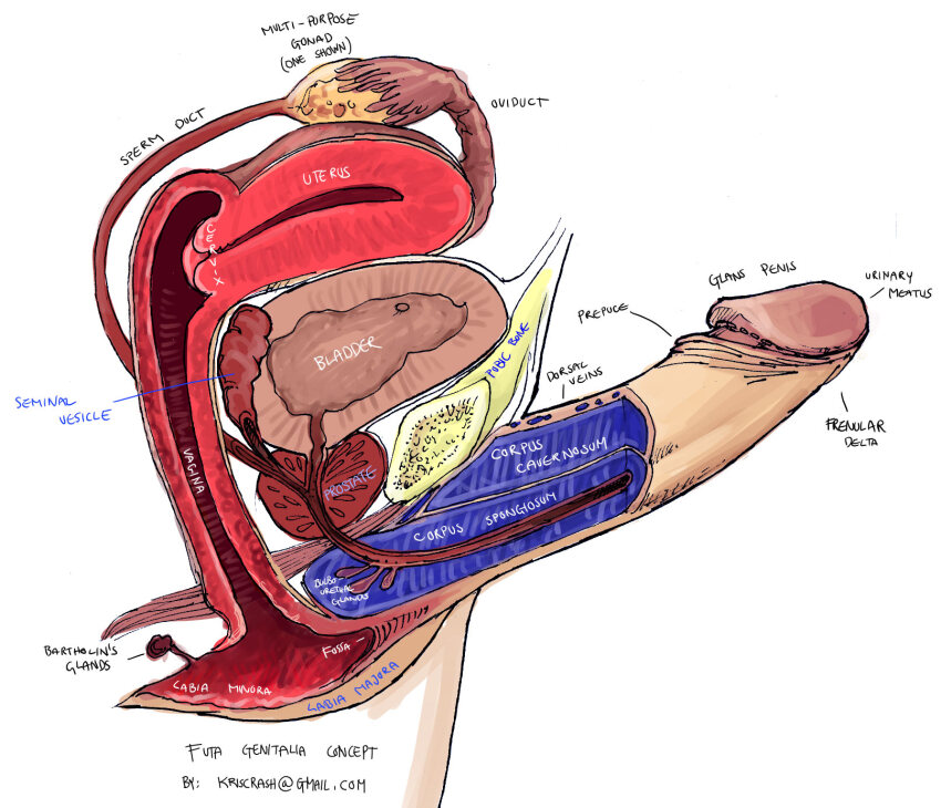 1futa anatomy artist_name bladder commentary cross-section diagram email_address english_commentary english_text erection futanari highres kriscrash original penis pussy signature solo tagme uterus