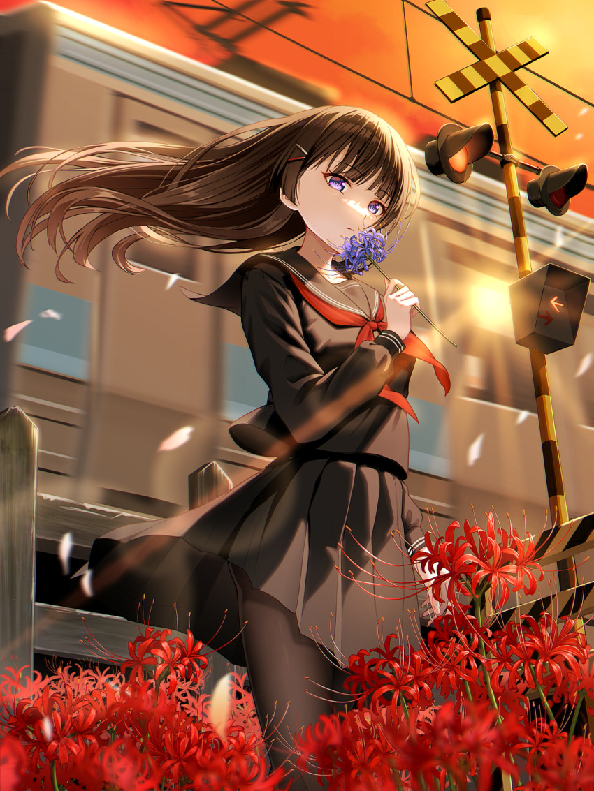 1girl black_hair black_pantyhose black_sailor_collar black_serafuku black_skirt breasts flower hair_ornament hairclip highres holding holding_flower long_hair looking_at_viewer macha0331 neckerchief nijisanji outdoors pantyhose purple_eyes red_neckerchief sailor_collar school_uniform serafuku skirt small_breasts solo spider_lily sunset train tsukino_mito virtual_youtuber