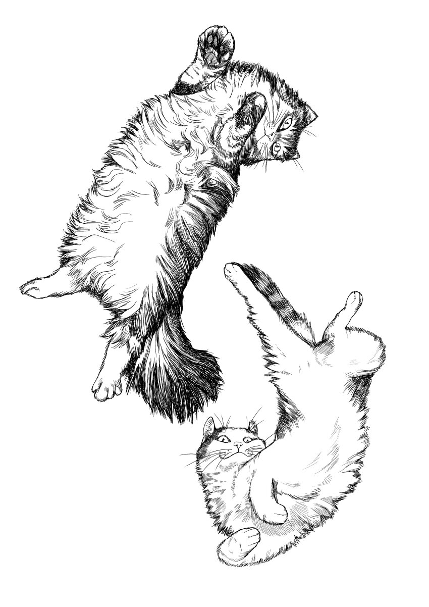 :3 absurdres animal animal_focus cat closed_mouth commentary_request fluffy from_above full_body greyscale highres korean_commentary looking_at_viewer lying monochrome multiple_cats no_humans on_back original paw_up sat0_manga simple_background stretching whiskers white_background