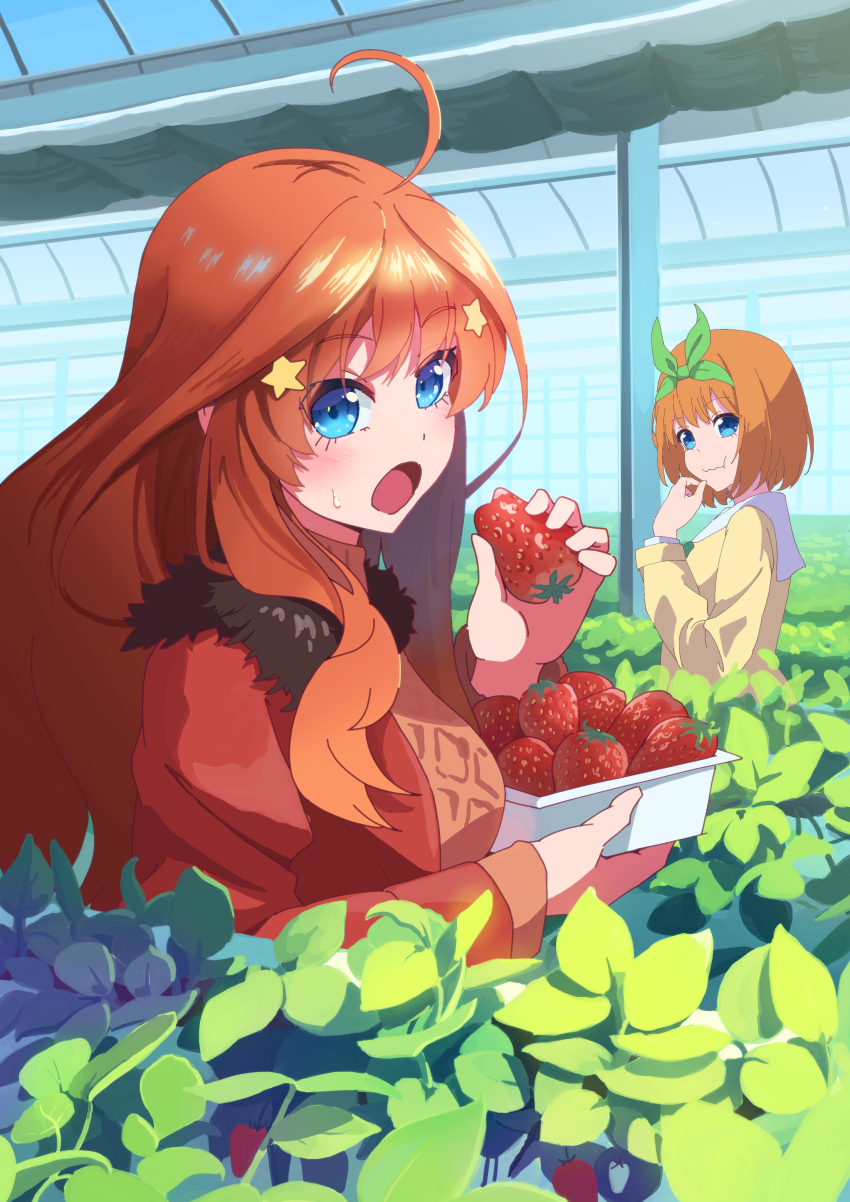 2girls :o :t absurdres ahoge alternate_costume awkward blue_eyes blush box casual caught closed_mouth coat commentary day eating eyelashes food fruit fur-trimmed_coat fur_trim go-toubun_no_hanayome green_ribbon greenhouse hair_between_eyes hair_ornament hair_ribbon hand_up highres holding holding_box holding_food holding_fruit indoors leaf long_hair looking_at_viewer medium_hair multiple_girls nakano_itsuki nakano_yotsuba open_clothes open_coat open_mouth orange_hair red_coat red_hair ribbon shirt siblings sidelocks sisters star_(symbol) star_hair_ornament strawberry sweatdrop twins wavy_mouth window yasuba_yuichi yellow_shirt