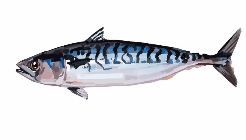 animal animal_focus commentary commission english_commentary fish from_side full_body highres junbuug mackerel_(fish) no_humans original simple_background solo white_background