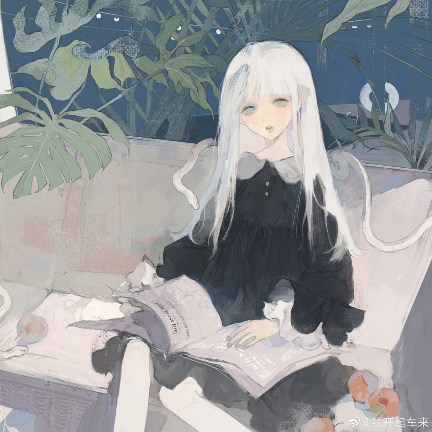 1girl absurdres apple black_dress buttons chinese_commentary collared_dress commentary_request couch dress feet_out_of_frame food frilled_dress frilled_sleeves frills fruit grey_eyes highres holding holding_newspaper indoors light_blush lips long_hair long_sleeves looking_at_viewer medium_dress newspaper on_couch original palm_leaf parted_lips pink_lips reading sitting snake solo straight_hair teeth turning_page watermark weibo_watermark white_hair wo_kaiqi_chelai