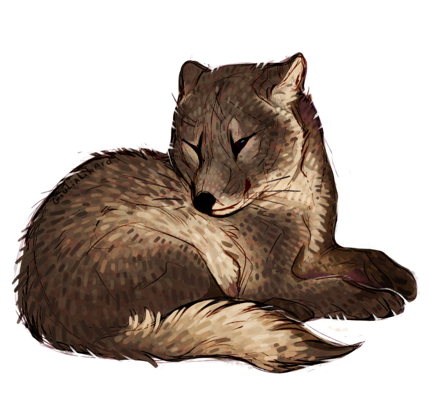 animal animal_focus arctic_fox baby_animal brown_fur closed_eyes fox giulialibard highres no_humans original realistic simple_background sleeping snout solo whiskers white_background
