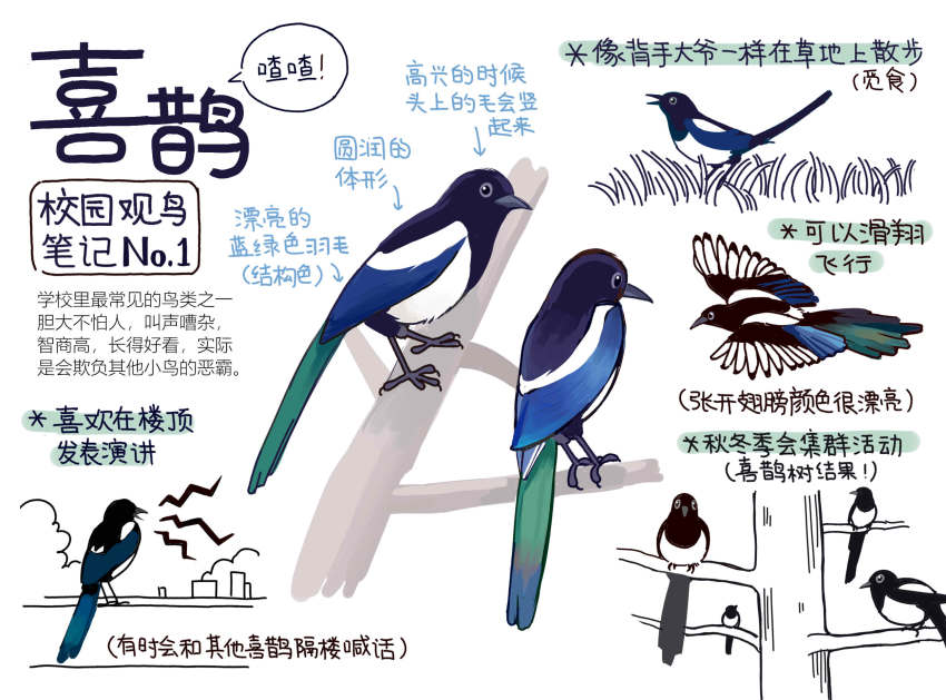 animal animal_focus bird chinese_commentary chinese_text closed_mouth commentary_request flying garlica grass highres magpie multiple_views no_humans open_mouth original simple_background translation_request tree white_background