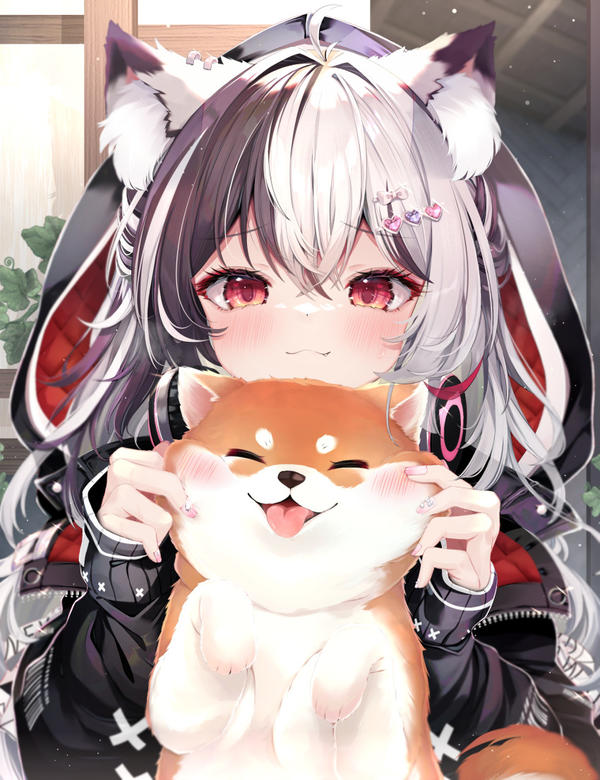 1girl :3 ^_^ amane_shiira animal animal_ear_fluff animal_ears black_hair black_jacket blush cat_ears cat_girl cheek_pinching cheek_pull closed_eyes commentary_request dog fang fang_out headphones headphones_around_neck highres hood hood_up hooded_jacket indie_virtual_youtuber jacket kemonomimi_mode long_hair long_sleeves looking_at_viewer multicolored_hair pinching red_eyes shiba_inu shiira_(nya_rl) sleeves_past_wrists smile sweat tongue tongue_out two-tone_hair virtual_youtuber white_hair