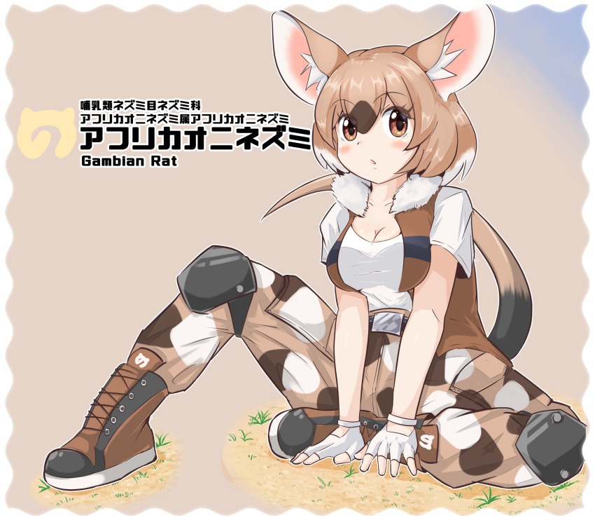 1girl :o absurdres animal_ear_fluff animal_ears bare_arms belt boots border breasts brown_hair brown_vest character_name cleavage collared_vest eyeshadow fingerless_gloves full_body fur_collar gambian_rat_(kemono_friends) gloves hair_between_eyes highres japari_symbol kemono_friends knee_pads knee_up lace-up_boots light_brown_hair looking_at_viewer makeup medium_breasts medium_hair mouse_ears mouse_girl mouse_tail multicolored_clothes multicolored_hair multicolored_pants open_clothes open_vest pants parted_lips print_pants shirt short_sleeves sitting solo spread_legs tail vest white_gloves white_hair white_shirt wonderful_waon