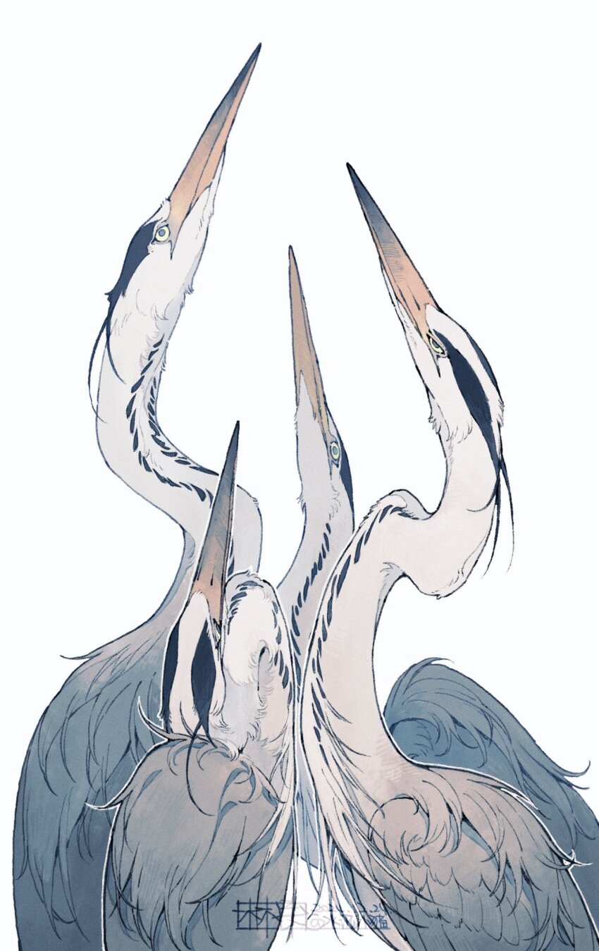 animal animal_focus bird feathers head_back heron highres looking_up no_humans original shuini_xiaomao simple_background white_background