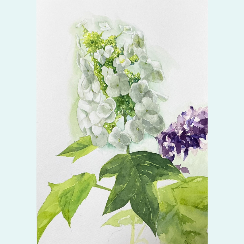 border flower flower_focus highres hydrangea leaf no_humans original painterly painting_(medium) purple_flower repin simple_background traditional_media watercolor_(medium) white_border white_flower