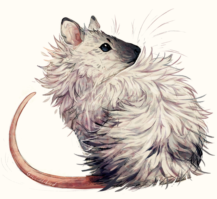 animal animal_focus blue_eyes colorpoint fluffy giulialibard mouse_(animal) no_humans original realistic simple_background sitting snout solo whiskers white_background white_fur