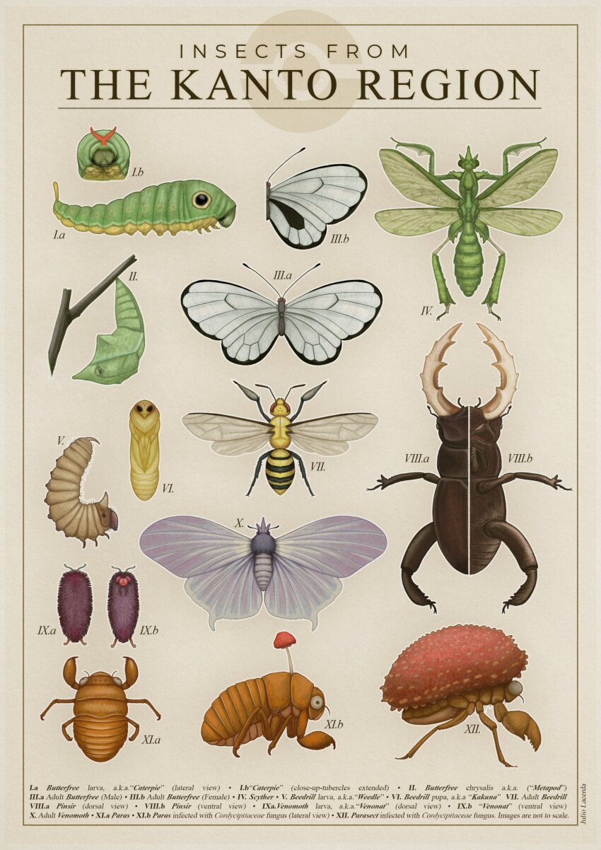 absurdres animal_focus beedrill bug butterfly butterfly_wings butterfree caterpie caterpillar cocoon commentary english_commentary gen_1_pokemon highres insect insect_wings julio_lacerda kakuna metapod mushroom nintendo no_humans paras parasect pinsir pokemon pokemon_(creature) realistic scyther venomoth venonat weedle wings
