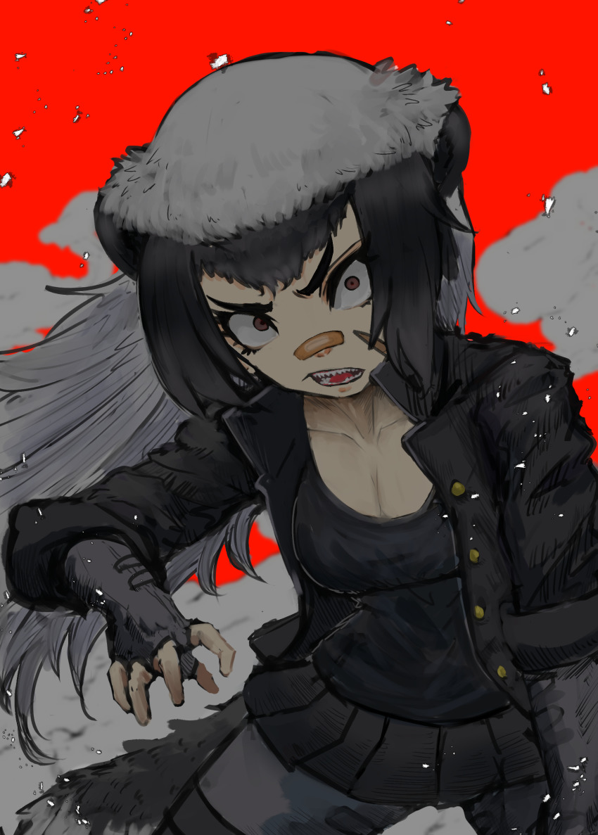 1girl absurdres adeshi_(adeshi0693119) angry animal_ears badger_ears badger_tail bandaid bandaid_on_face bandaid_on_nose black_hair breasts brown_eyes buttons camisole cleavage collarbone collared_jacket constricted_pupils cowboy_shot facial_scar female_focus fighting_stance fingerless_gloves floating_hair gloves grey_hair hand_up high_collar highres jacket kemono_friends long_hair looking_at_viewer microskirt multicolored_hair open_clothes open_jacket open_mouth pants ratel_(kemono_friends) scar scar_on_cheek scar_on_face sharp_teeth shorts shorts_under_skirt skirt solo tail teeth two-tone_hair unbuttoned v-shaped_eyebrows