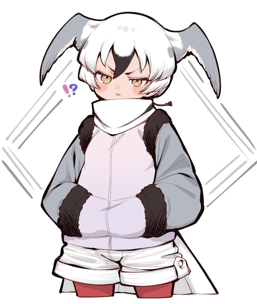 !? bird_girl bird_tail bird_wings black_fur black_hair blush cowboy_shot fur_trim grey_hair grey_jacket hands_in_pockets head_wings high_collar highres jacket kemono_friends kemono_friends_3 long_sleeves looking_at_viewer multicolored_hair notora pantyhose red_pantyhose ross&#039;s_gull_(kemono_friends) shorts tail white_hair white_shorts wings yellow_eyes