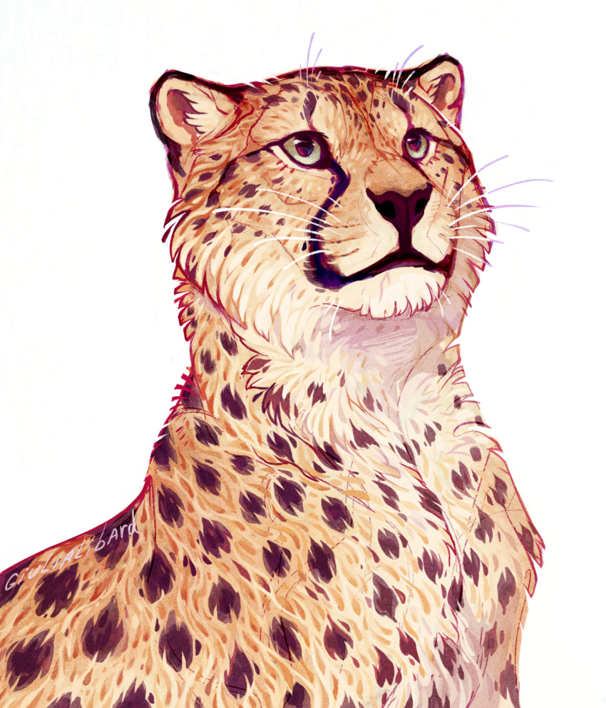 animal animal_focus artist_name cheetah giulialibard green_eyes highres no_humans original signature simple_background solo upper_body whiskers white_background