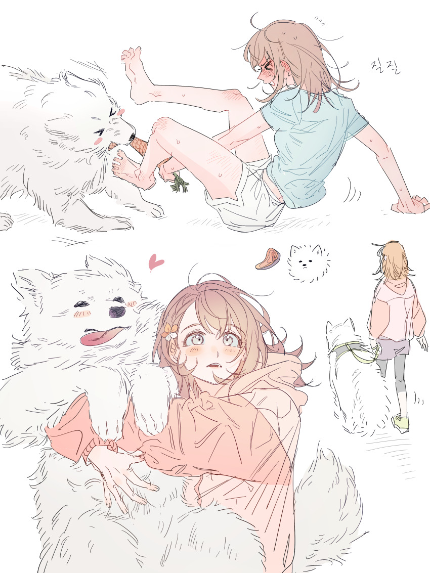 &gt;_&lt; 1girl absurdres animal animal_collar animal_focus animal_hug arm_support bare_legs barefoot blue_shirt bluish_gray_cat blush blush_stickers braid braided_bangs brown_hair collar commentary dog dolphin_shorts facing_viewer fingernails flower flying_sweatdrops food full-face_blush grey_eyes hair_flower hair_ornament hanasato_minori heart highres holding holding_leash hood hoodie hug knee_blush leash leggings looking_ahead medium_hair messy_hair motion_lines nervous orange_hoodie parted_lips pet_walking playing profile project_sekai samoyed_(dog) shirt short_braid short_sleeves shorts side_braid side_slit simple_background single_braid solo steak stuffed_carrot stuffed_toy sweatdrop swept_bangs tareme teeth tongue tongue_out walking wavy_mouth white_background white_dog white_shorts