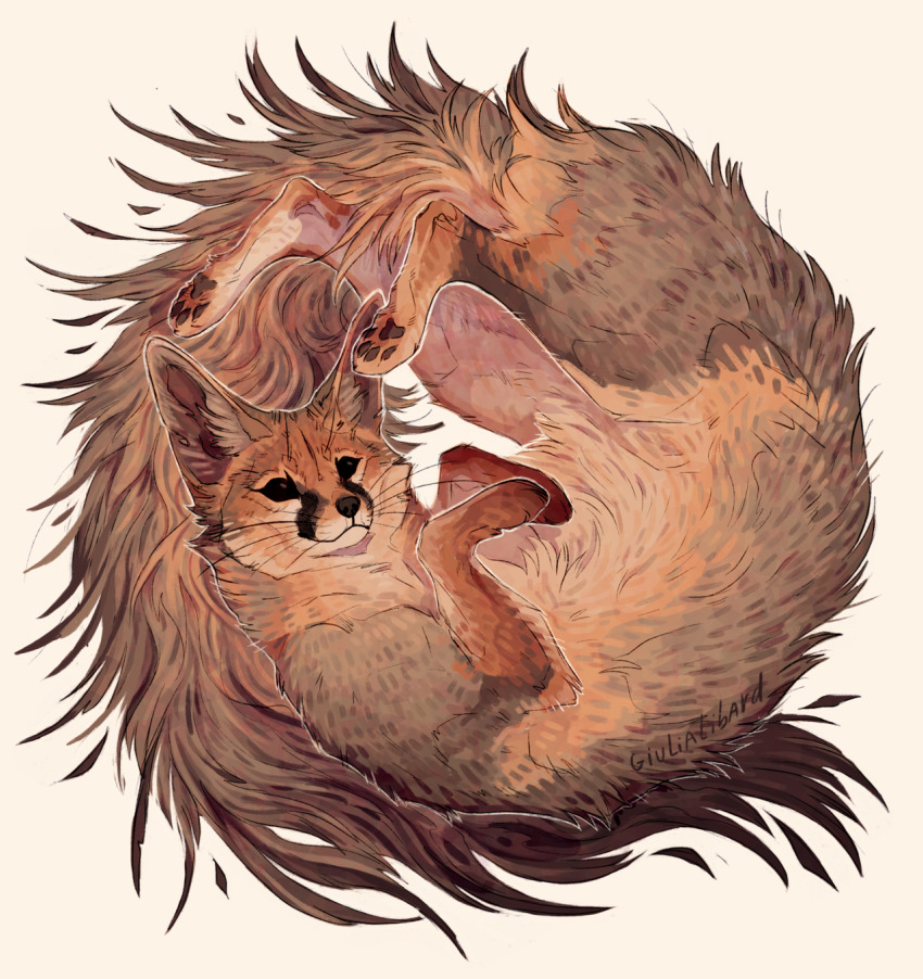 animal animal_focus blanford&#039;s_fox curled_up fluffy fox giulialibard highres long_tail looking_at_viewer no_humans original pawpads realistic simple_background smile snout solo tail whiskers