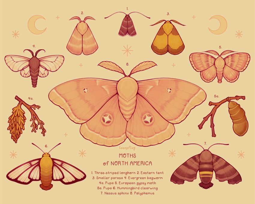 animal animal_focus antennae brown_theme bug cocoon commentary crescent english_commentary english_text highres insect lianne_pflug moth no_humans original simple_background sparkle twig wings yellow_background